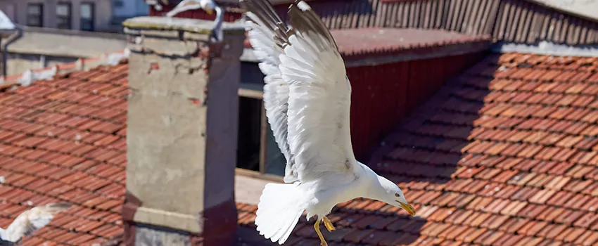Residential Chimney Animal Removal Solution in Parma Heights, OH